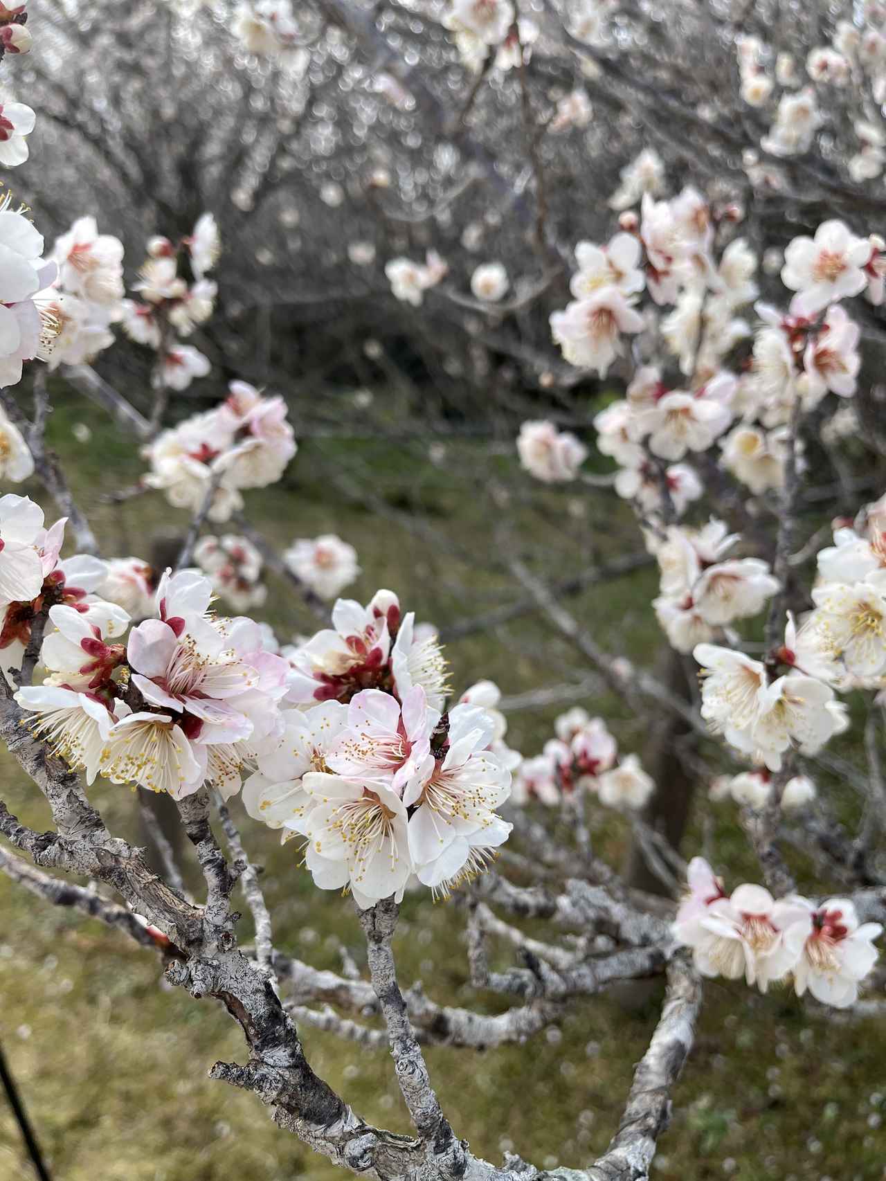 画像2: 歴史・文化：新田（にゅうた）神楽と新田原（にゅうたばる）古墳群