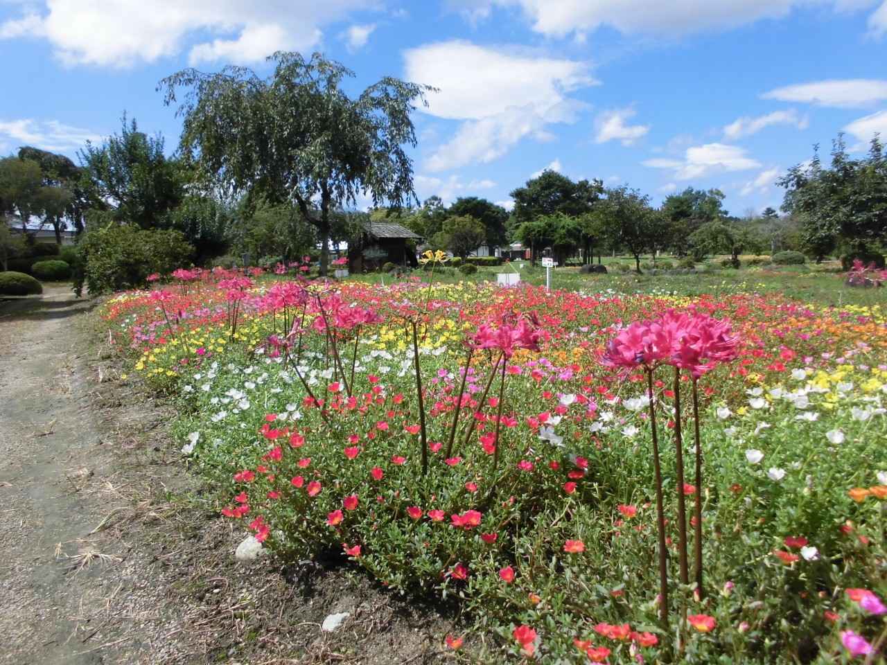 画像1: 鬼婆伝説の里を染める、美しい花々