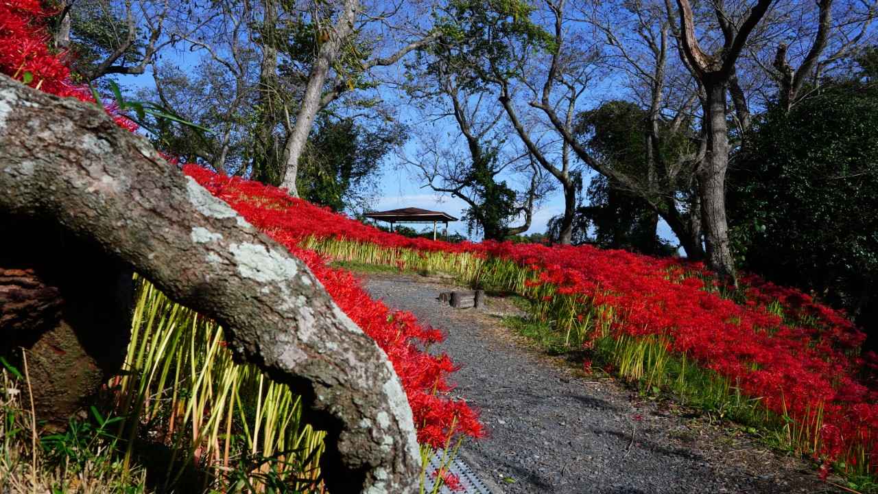 画像2: 15万本の彼岸花が咲く、真紅の丘