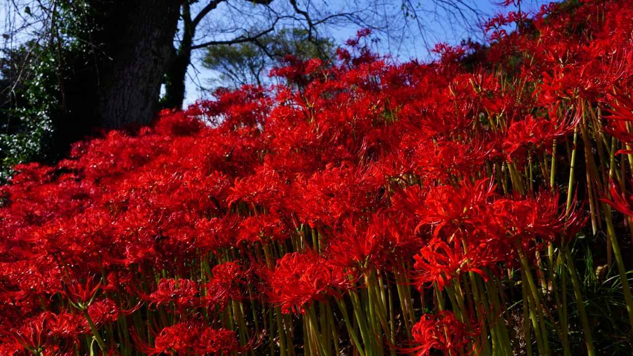 画像1: 15万本の彼岸花が咲く、真紅の丘