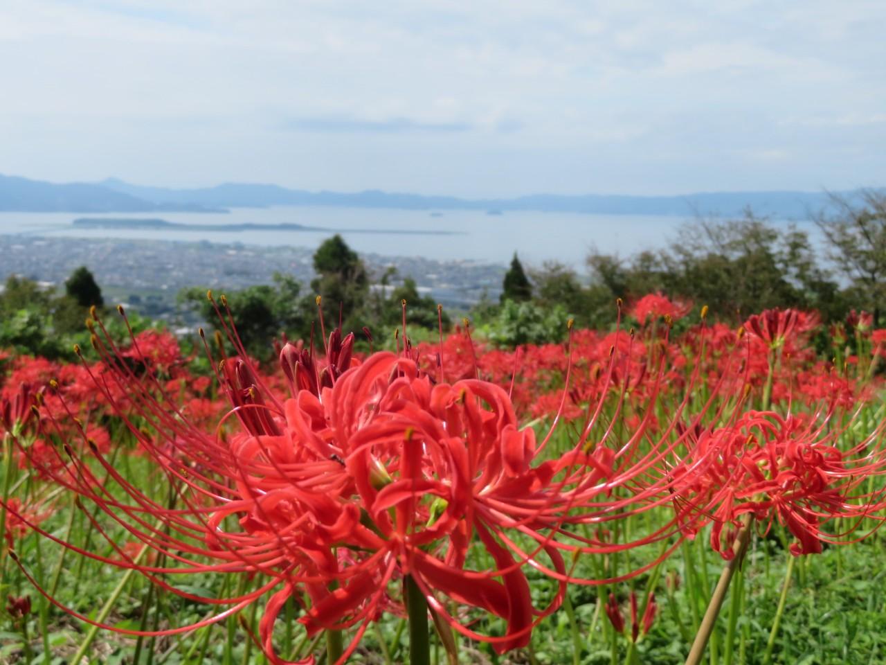 画像2: 3色の彼岸花が織りなす、山頂からの大パノラマ