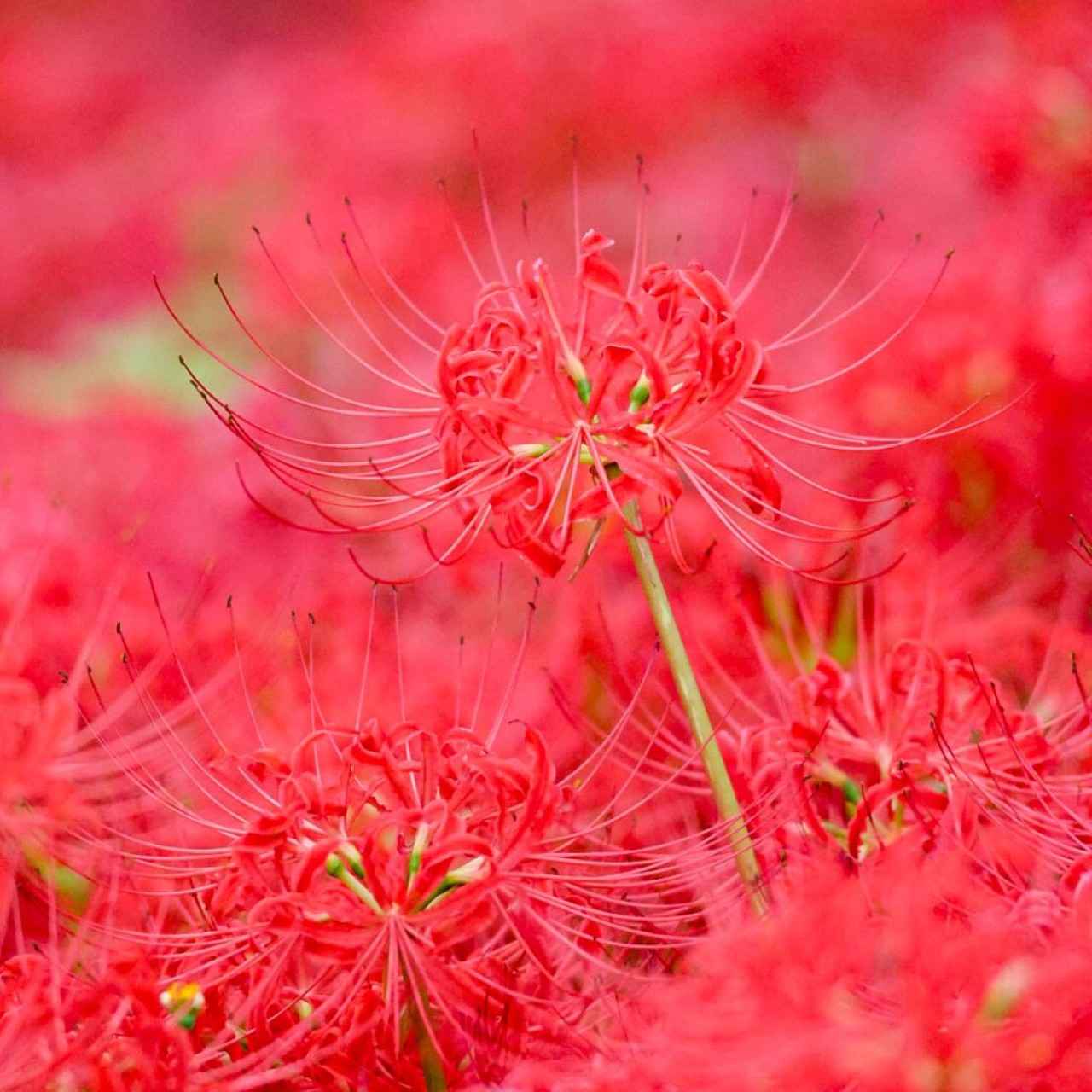 画像2: 堤防沿いを彩る、川辺の花回廊