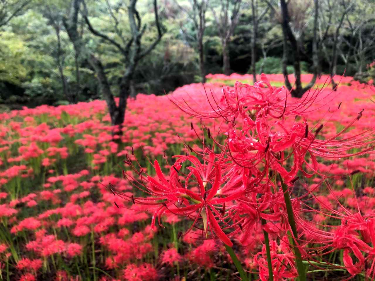 画像: 山里に広がる真紅の大地