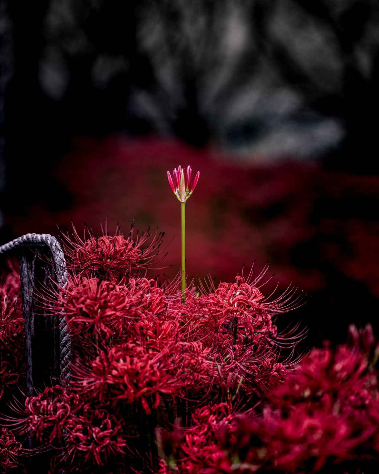 画像2: 【全国】彼岸花の名所11選！見頃時期やおすすめの穴場スポットまで紹介