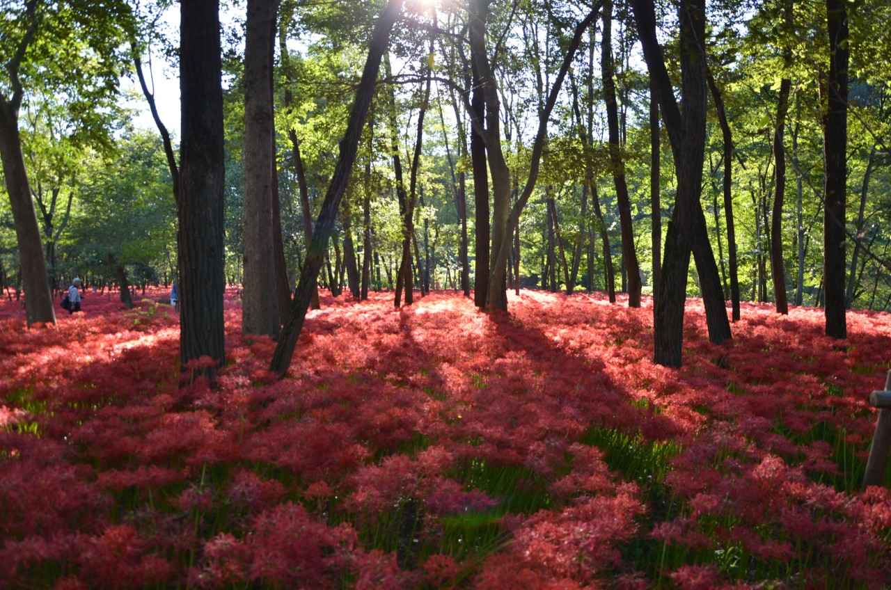 画像3: 高麗川に抱かれた真紅の絨毯に魅了される