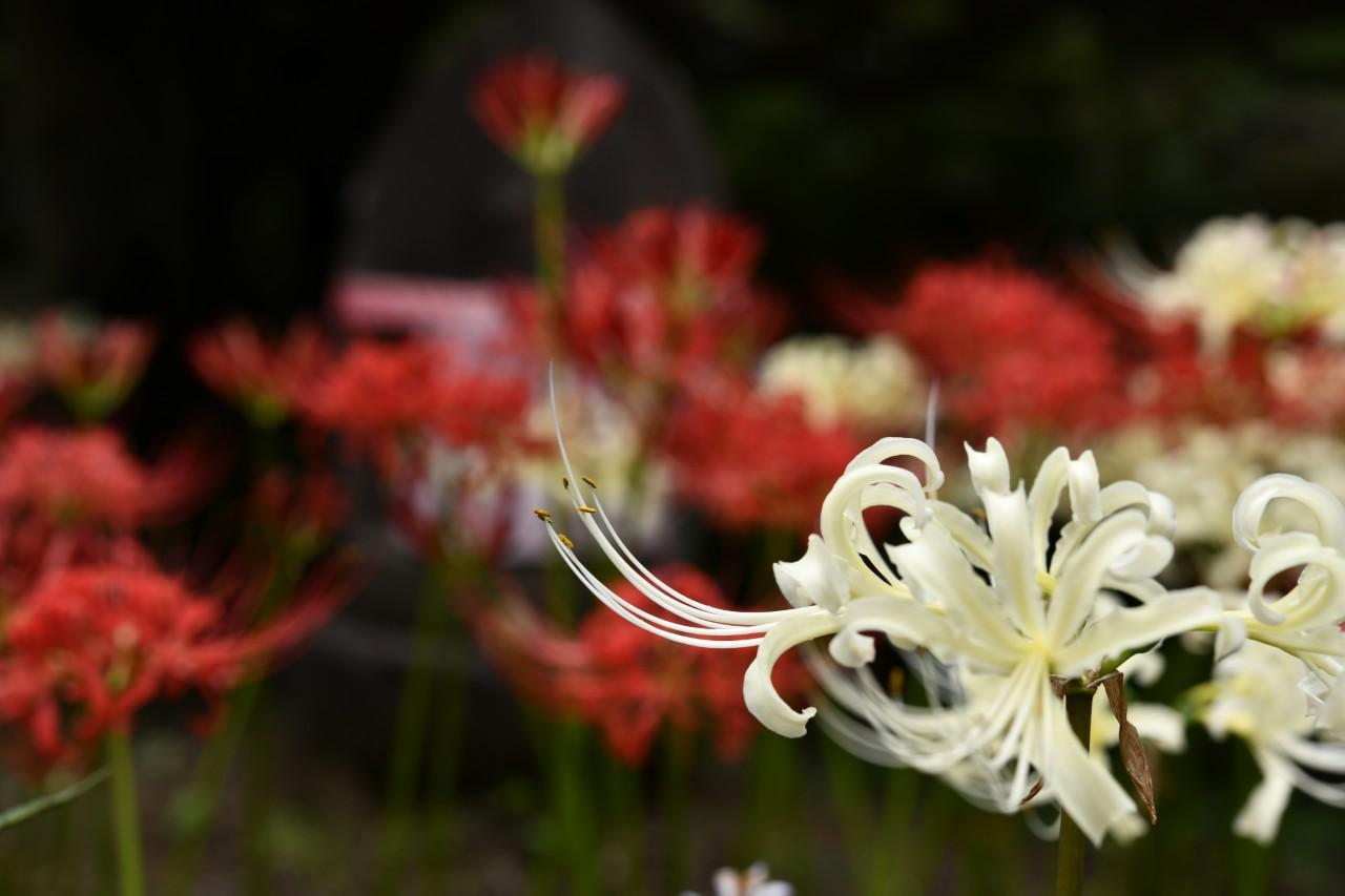 画像: 白花も咲く“花の寺”、羅漢と河童の秋景色