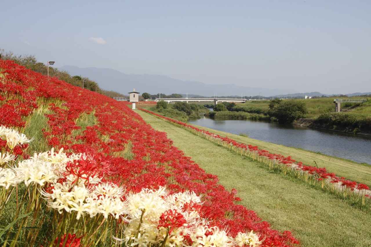 画像: 川沿いを彩る30万本の彼岸花と秋祭りの賑わい