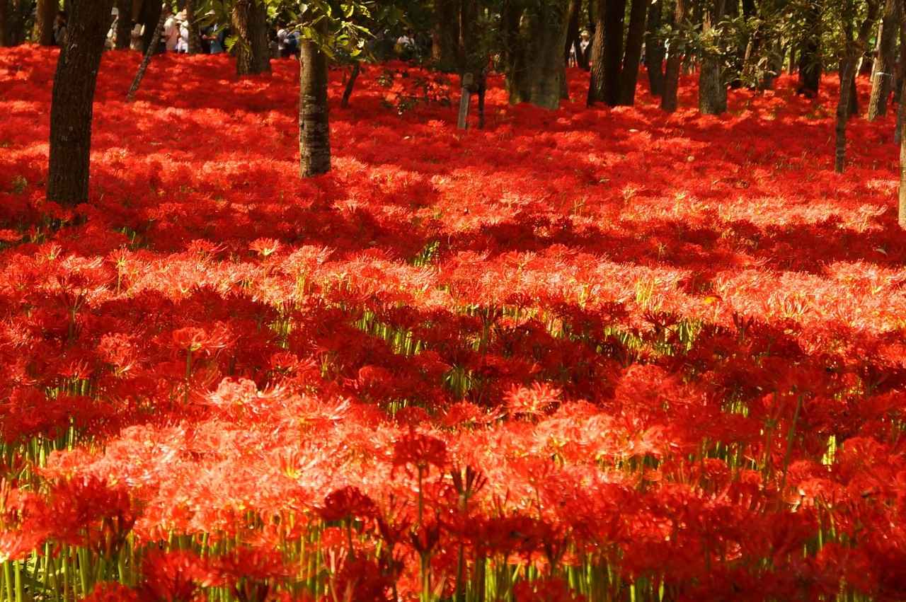 画像1: 高麗川に抱かれた真紅の絨毯に魅了される