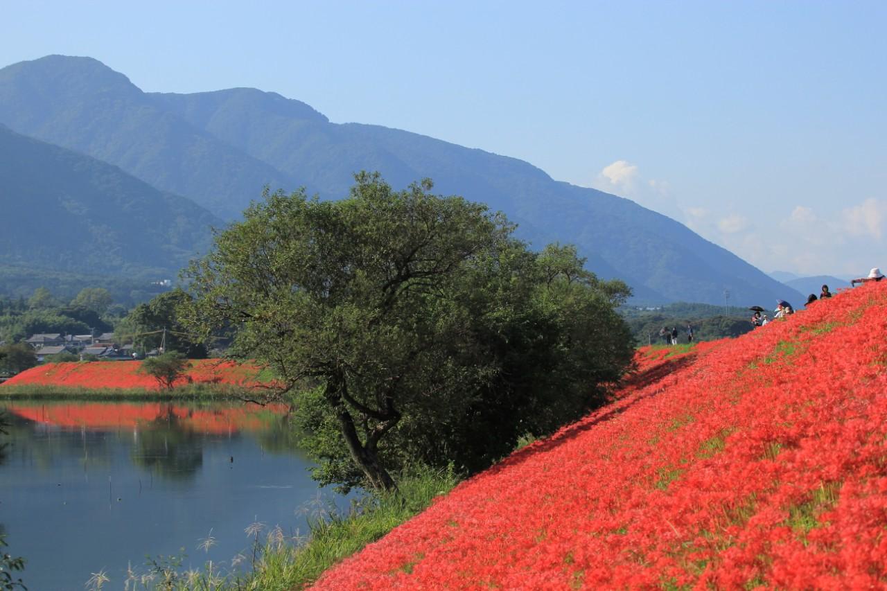 画像1: 堤防沿いを彩る、川辺の花回廊
