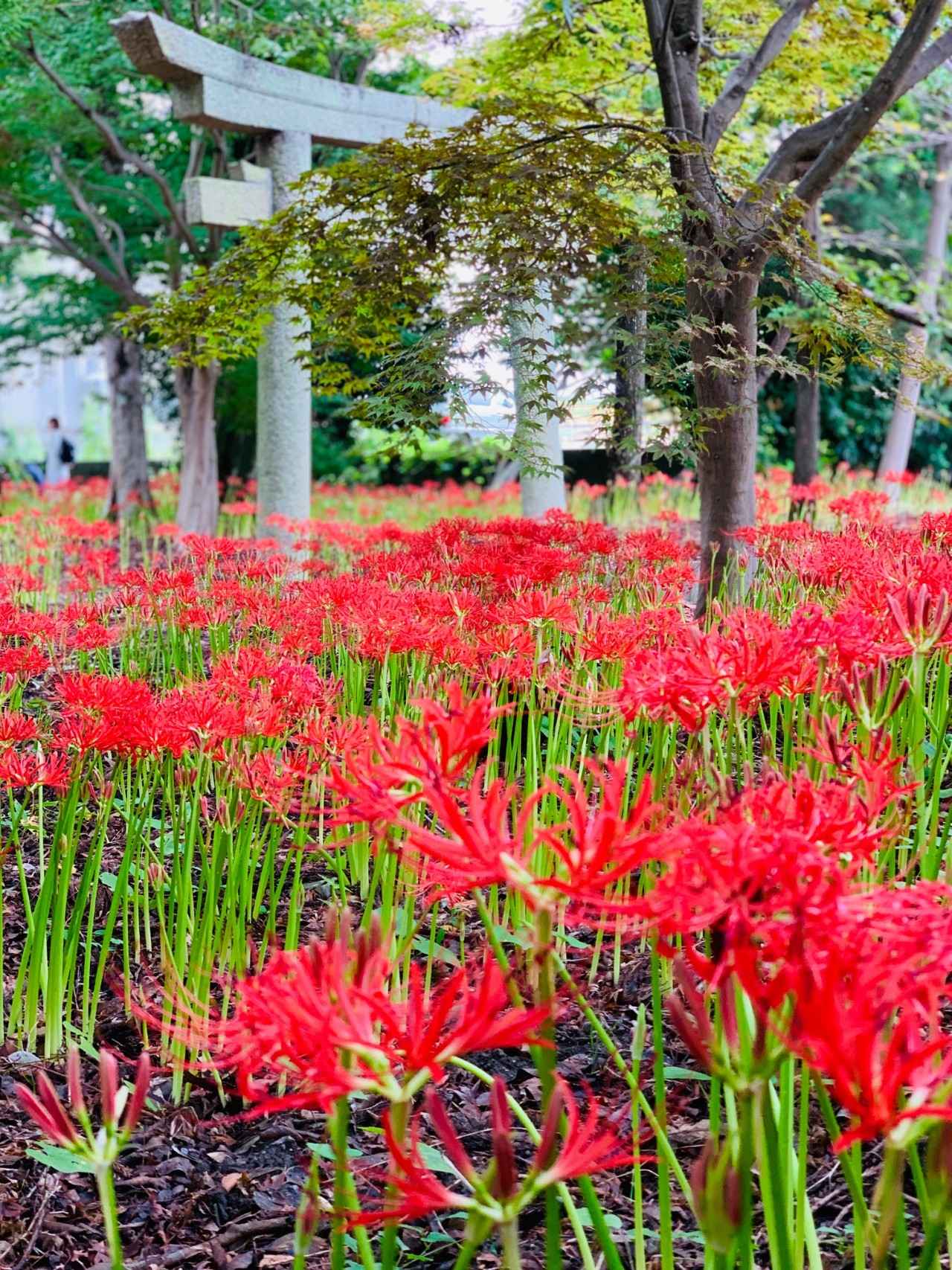 画像: 写真は2020年時の様子