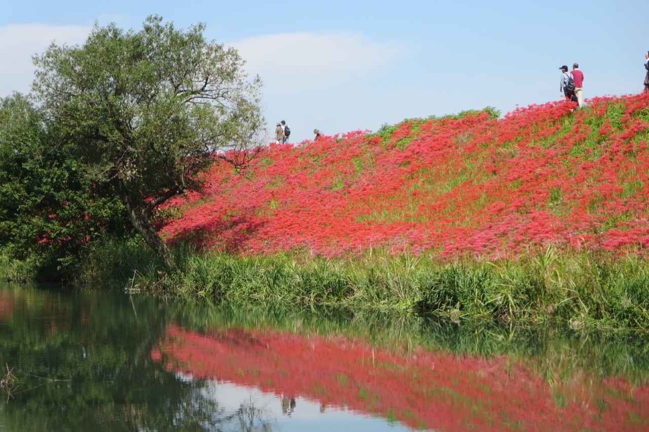 画像3: 堤防沿いを彩る、川辺の花回廊