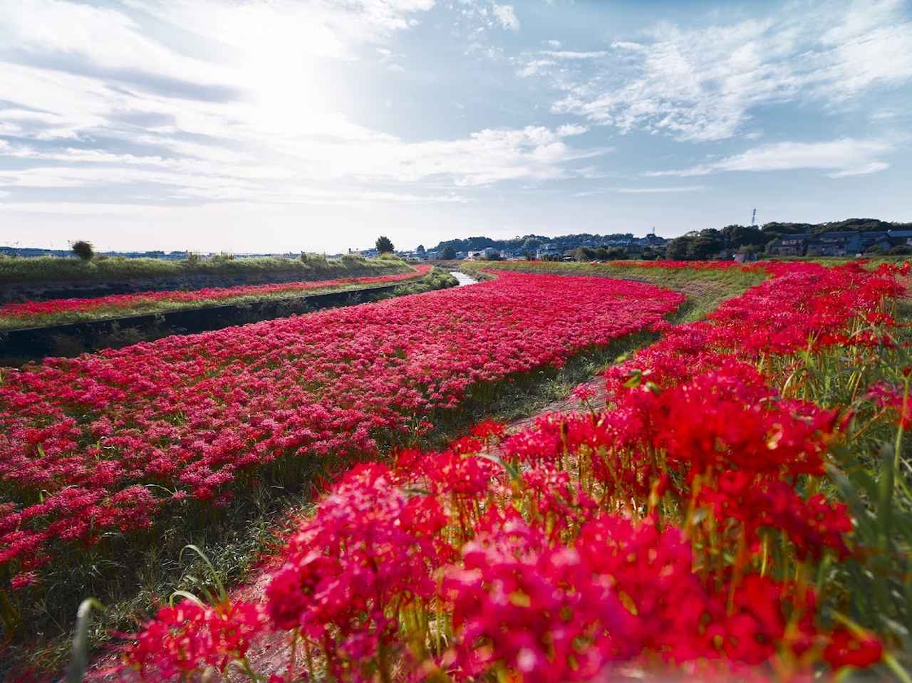 画像1: ごんぎつねの舞台に広がる300万本の彼岸花