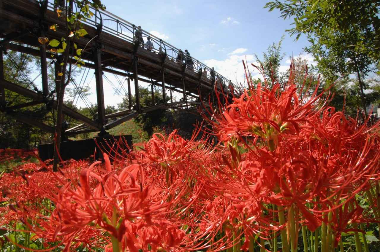 画像2: 高麗川に抱かれた真紅の絨毯に魅了される