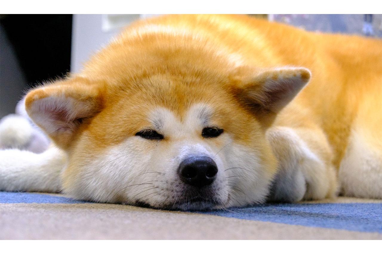 画像: 会員の飼育する秋田犬が在駐、実際に会うことができる