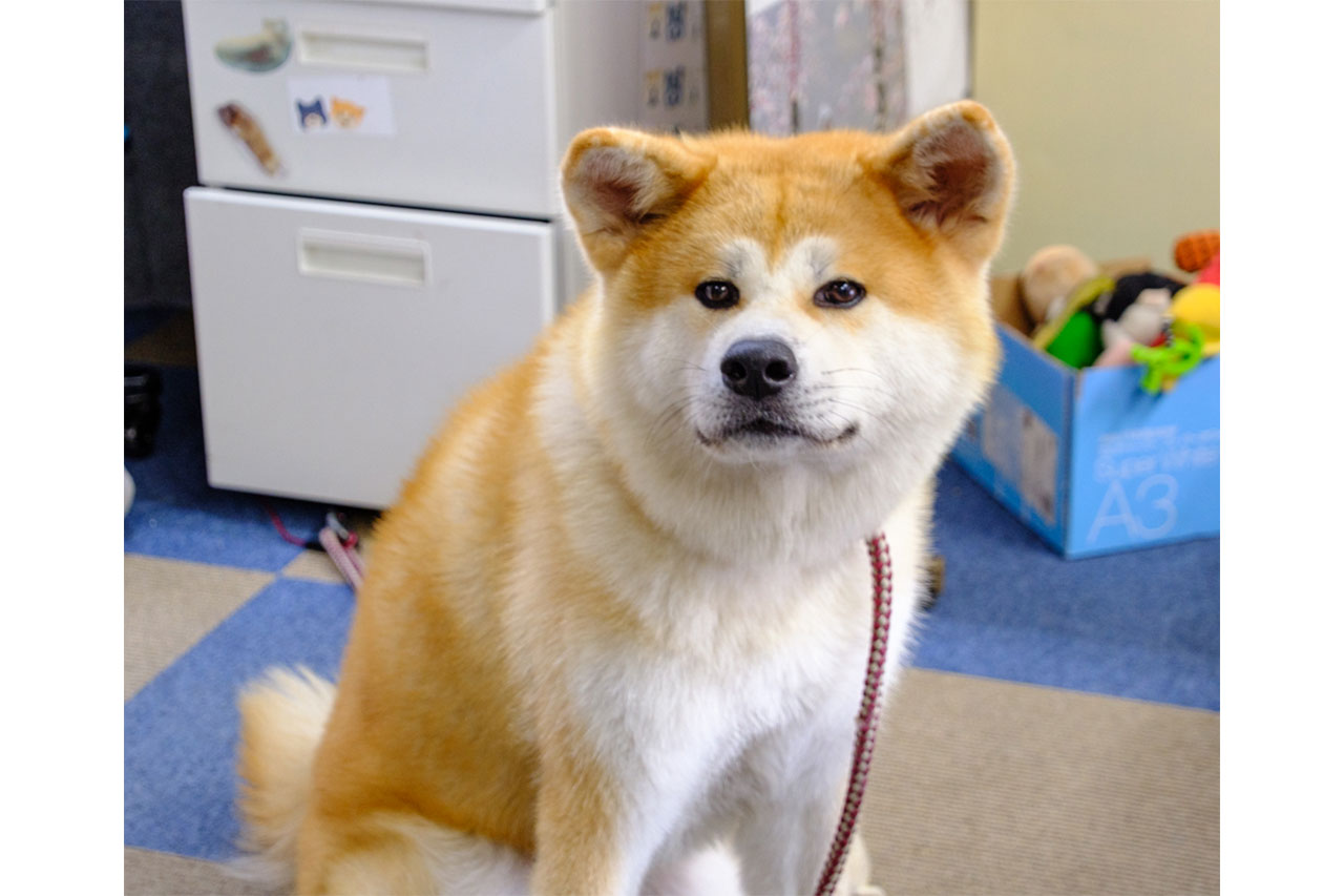 画像: ふわふわの毛並みに癒やされる、大館の名犬・秋田犬（あきたいぬ）