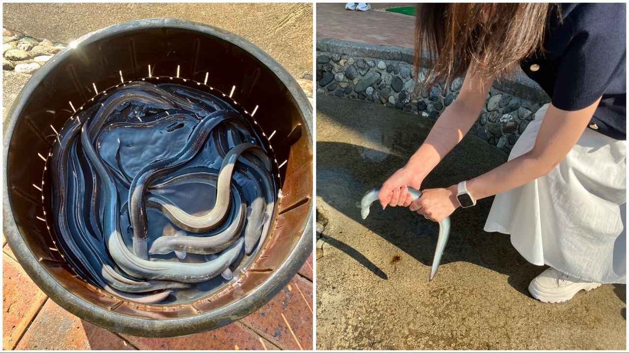 画像2: うなぎのつかみ捕り体験！？「海湖館」