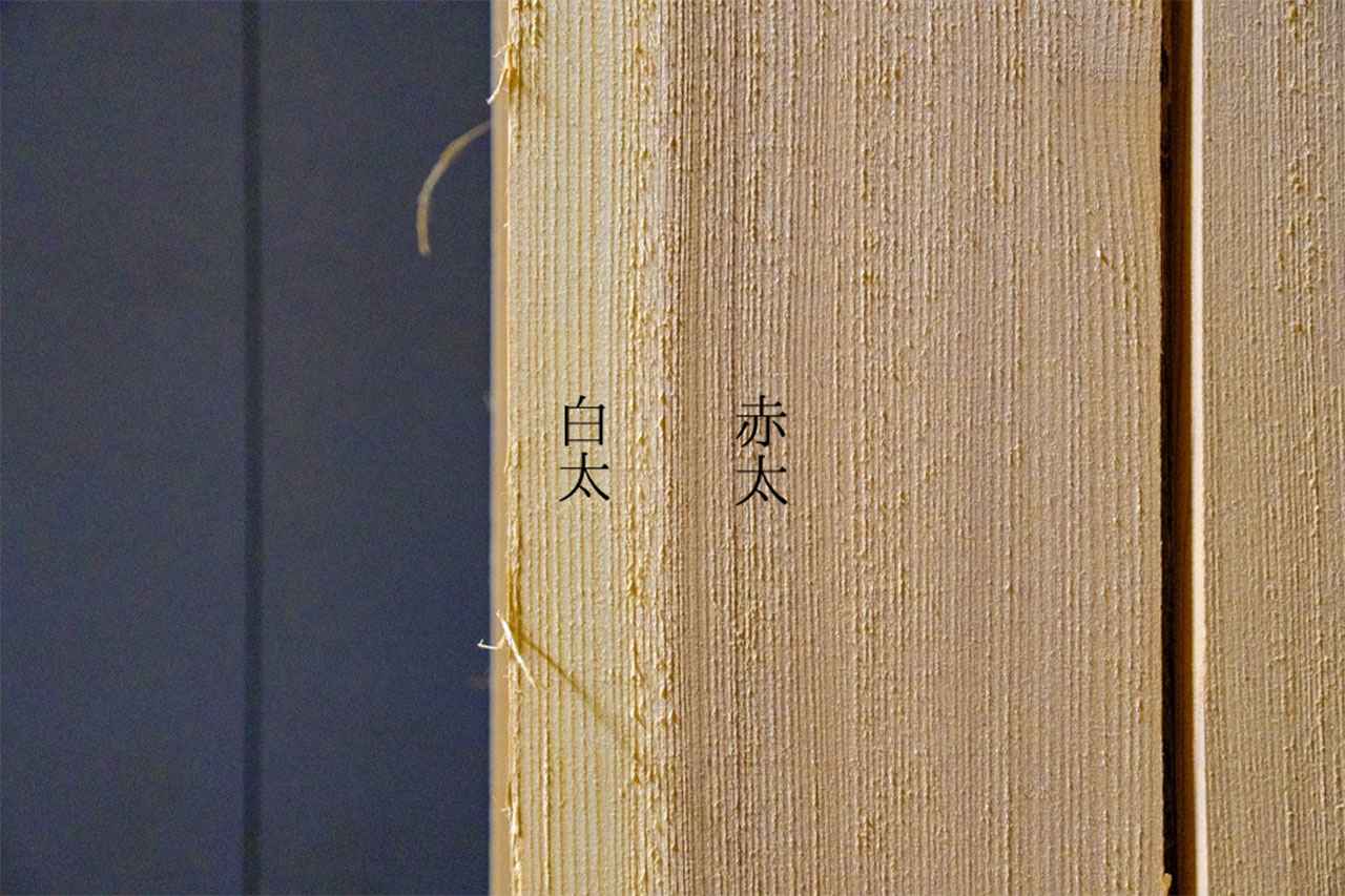 画像: 秋田杉にある赤太と白太。大館曲げわっぱには赤太を使う