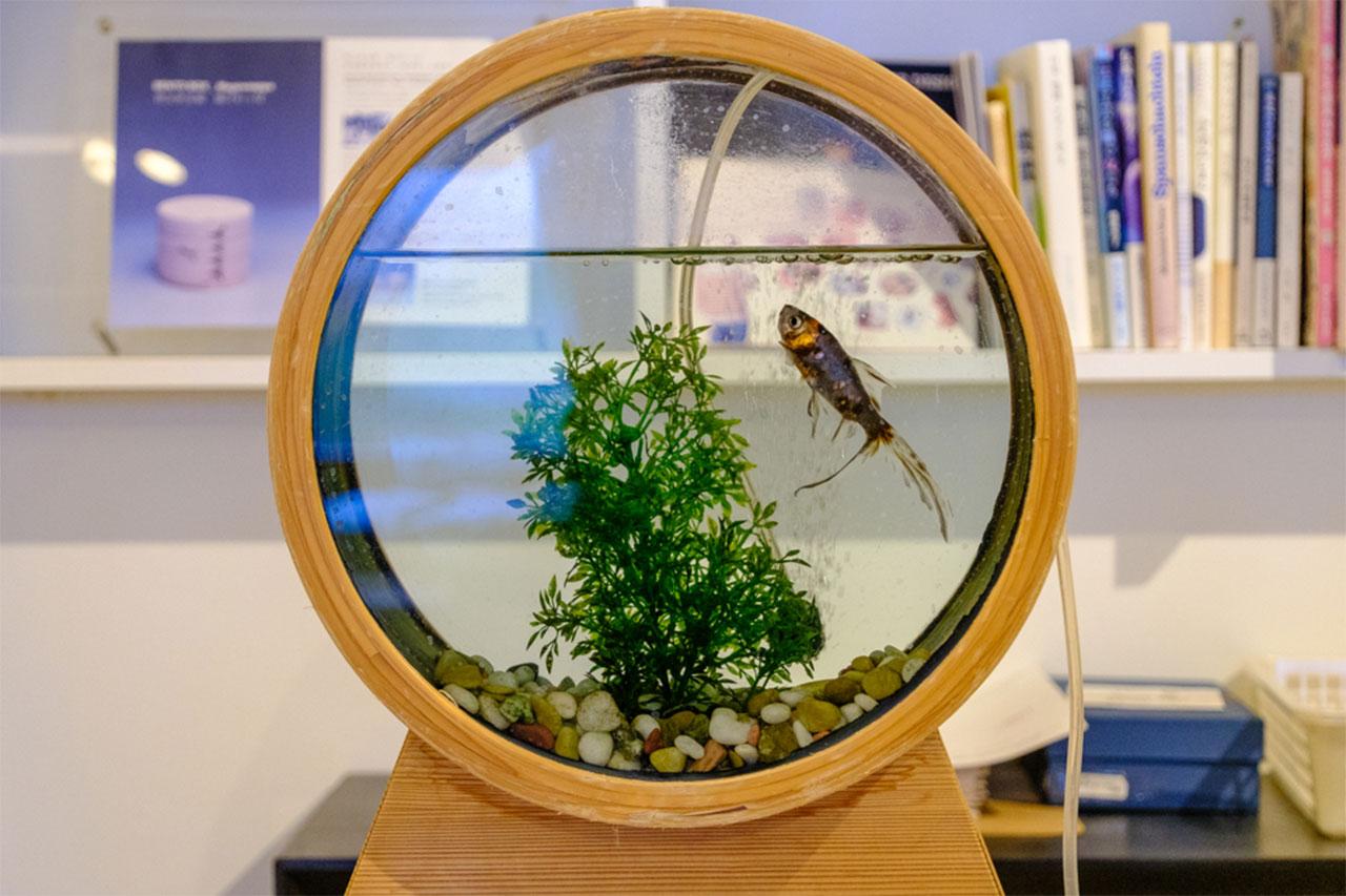 画像: 水槽部分に曲げ輪を用いた、見た目も涼し気な「金魚鉢」