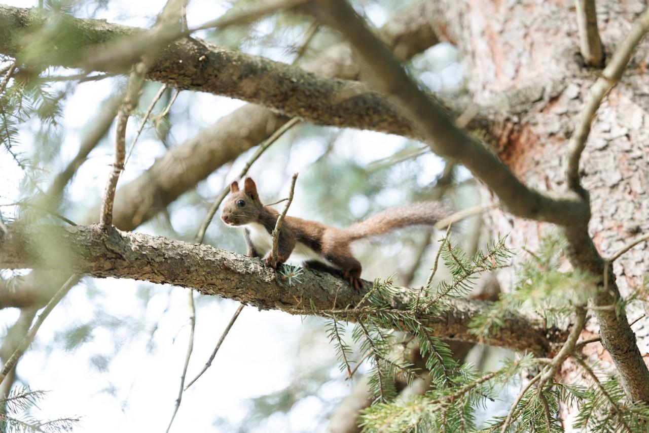 画像5: 【帯広市】大自然に抱かれる「森のスパリゾート 北海道ホテル」のサウナと美食