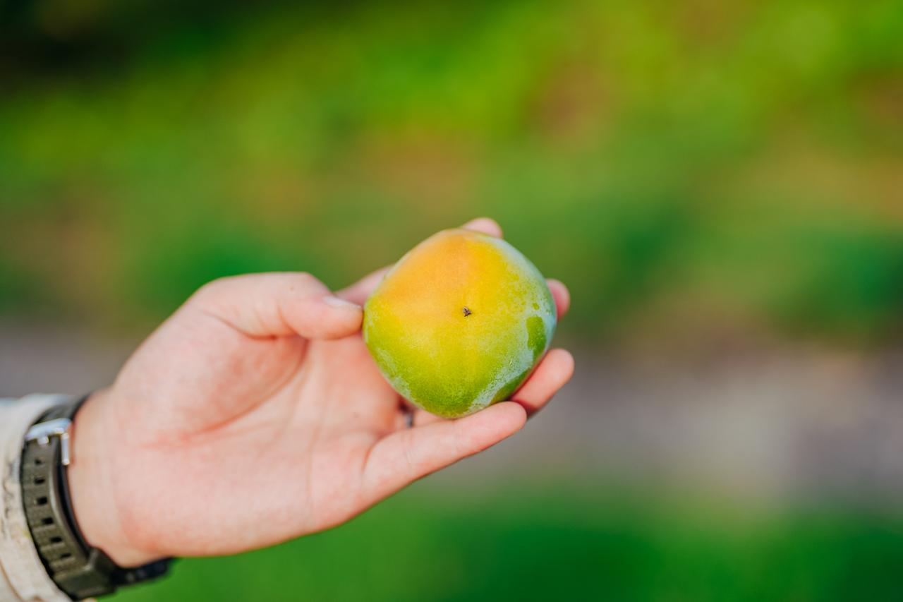 画像4: 佐渡の特産品である「おけさ柿」の特徴は?