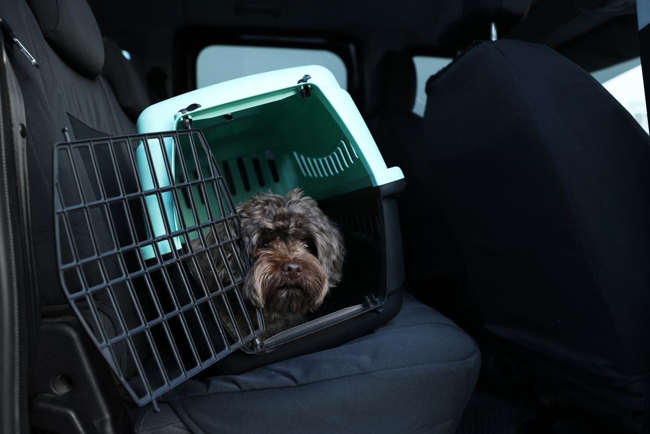 画像2: iStock/Liudmila Chernetska