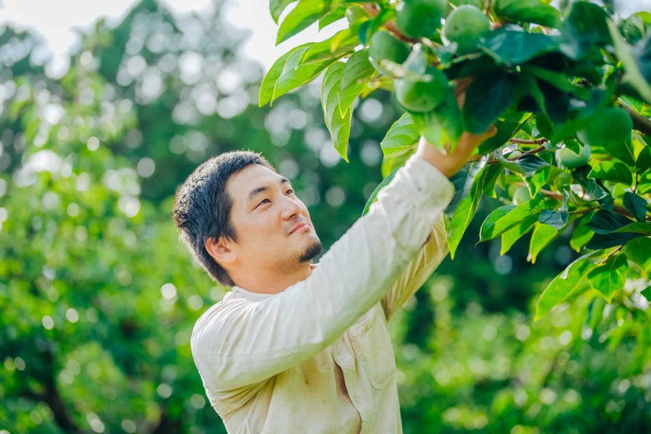 画像2: 佐渡の特産品である「おけさ柿」の特徴は?