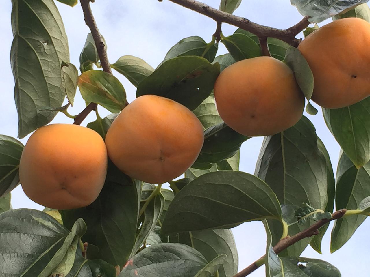 画像6: 佐渡の特産品である「おけさ柿」の特徴は?