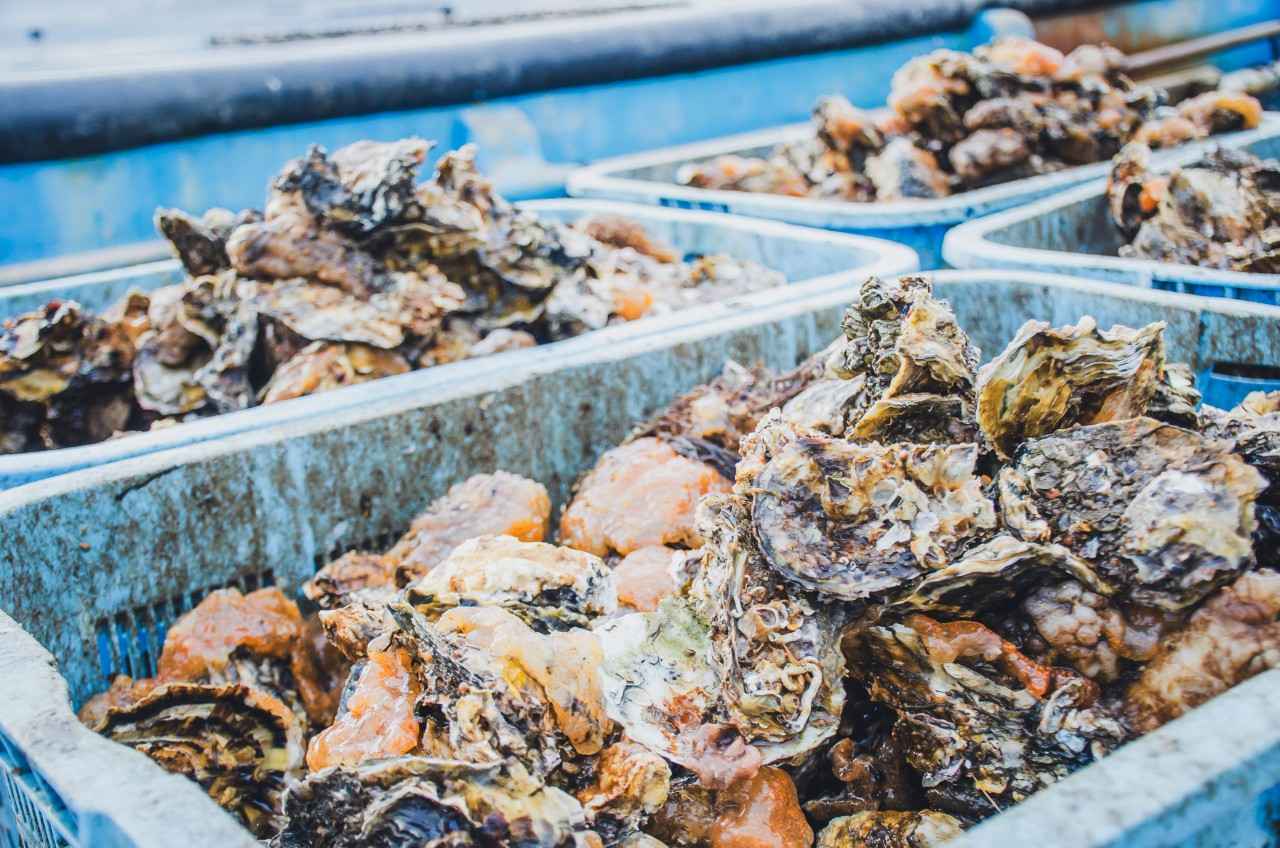 画像4: 佐渡で盛んに養殖されている海鮮は?