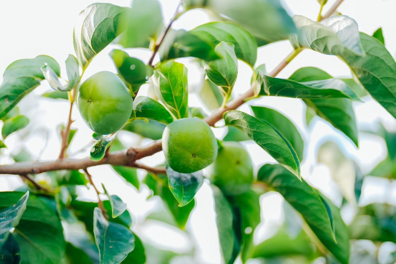 画像3: 佐渡の特産品である「おけさ柿」の特徴は?