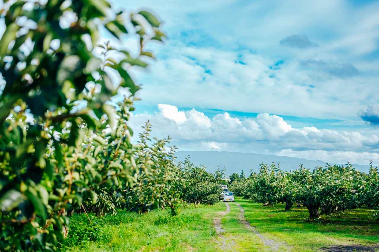 画像1: 佐渡の特産品である「おけさ柿」の特徴は?