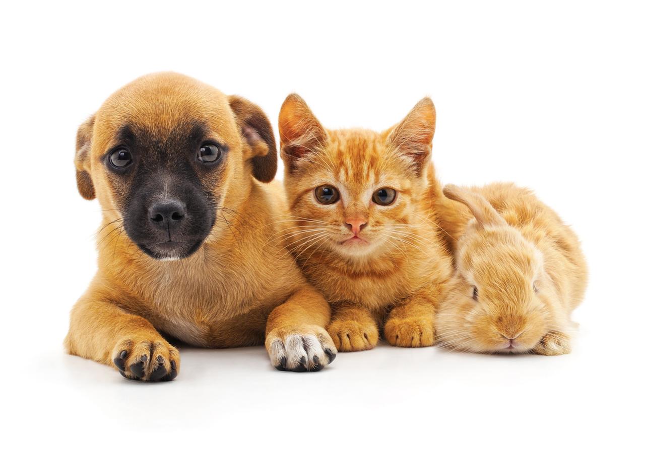 画像: iStock/Voren1