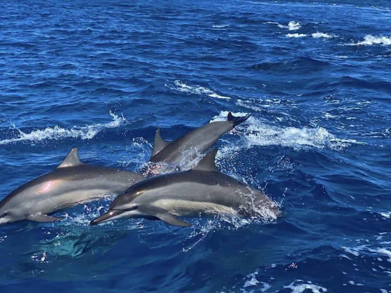 画像: ハシナガイルカの群れ 提供：Bikini Island Club