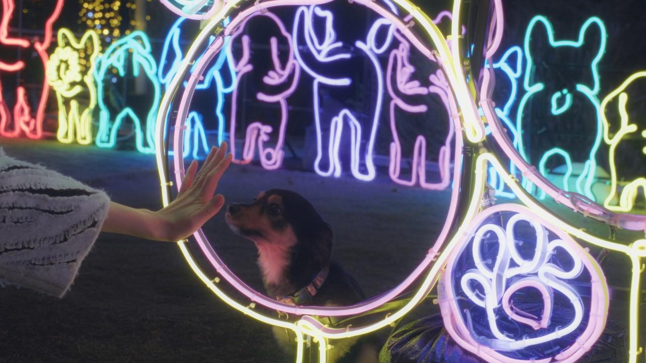 画像6: © イルミナージュ / Illuminage