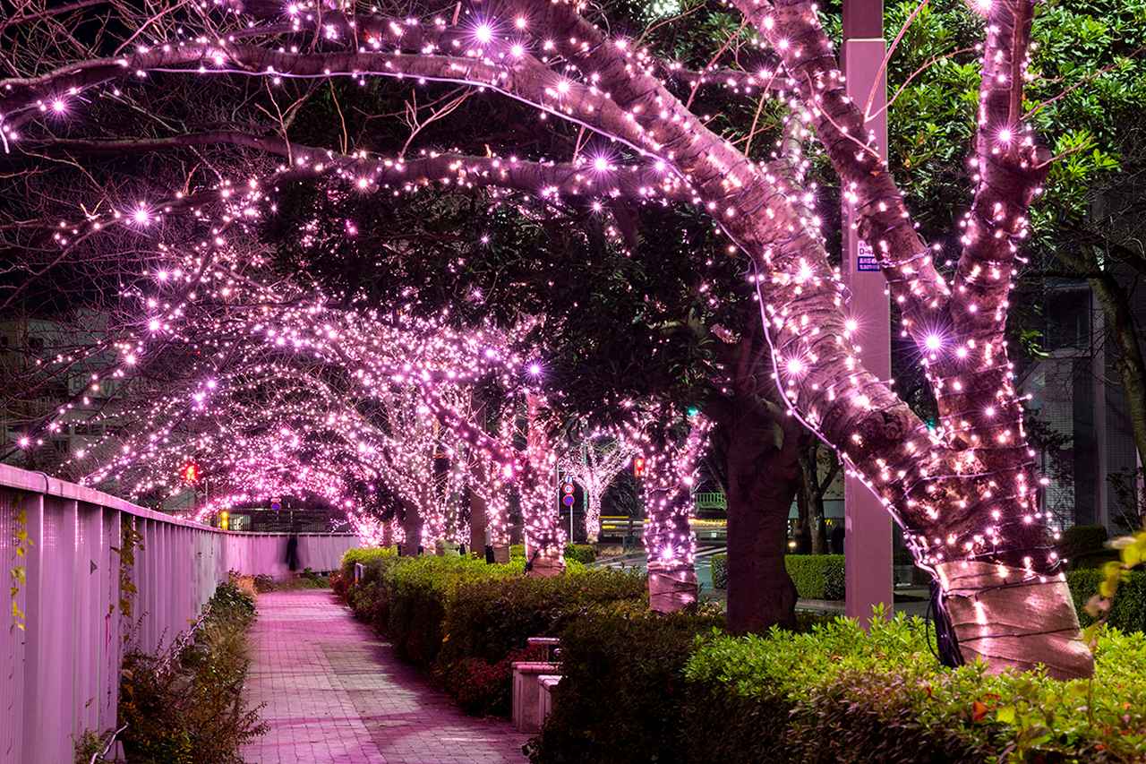 画像2: 提供:目黒川みんなのイルミネーション実行委員会