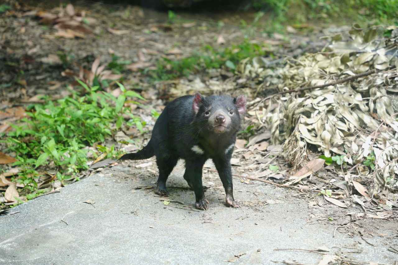 画像2: 世界最大の肉食有袋類！タスマニアデビル｜多摩動物公園（東京）