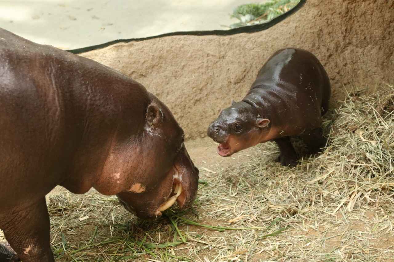 画像2: 世界三大珍獣のひとつ。丸くてキュートなコビトカバ｜神戸どうぶつ王国（兵庫）