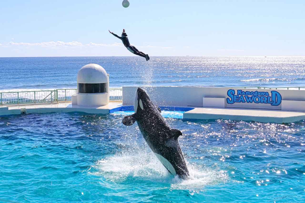 画像3: シャチと人の息の合ったパフォーマンスが人気｜鴨川シーワールド（千葉）