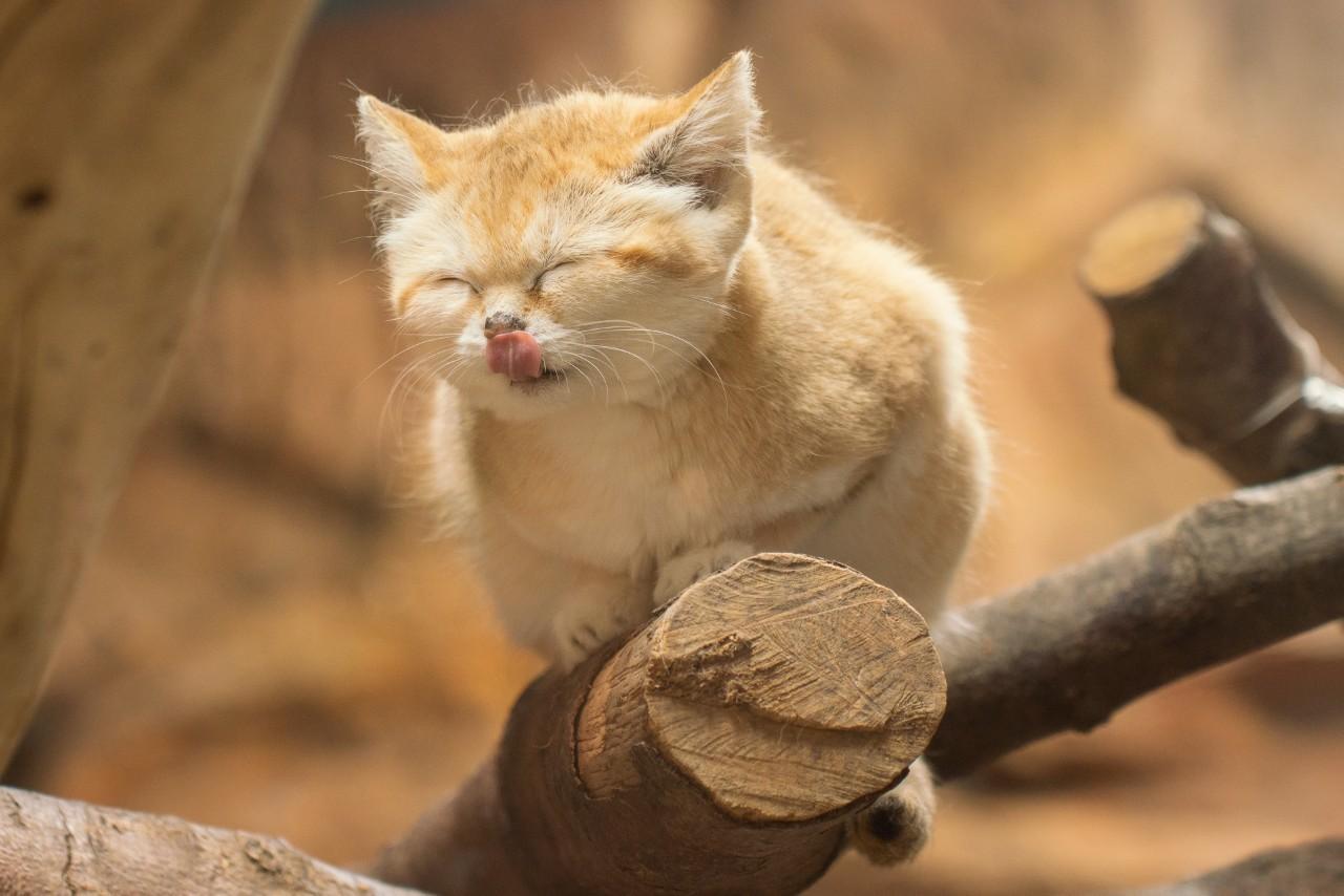 画像3: 提供：那須どうぶつ王国