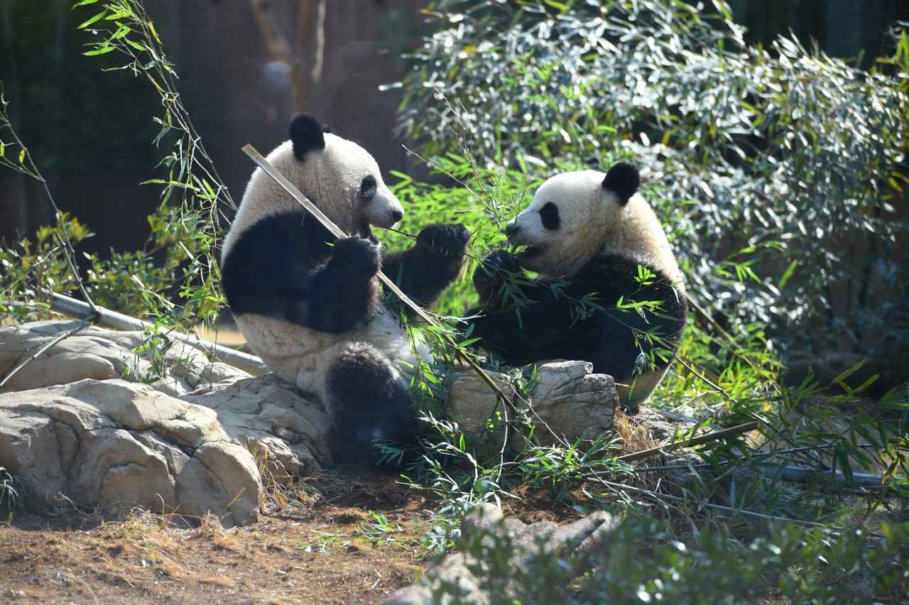 画像: （公財）東京動物園協会 （左がレイレイ、右がシャオシャオ）※現在は1頭ずつ展示しています。