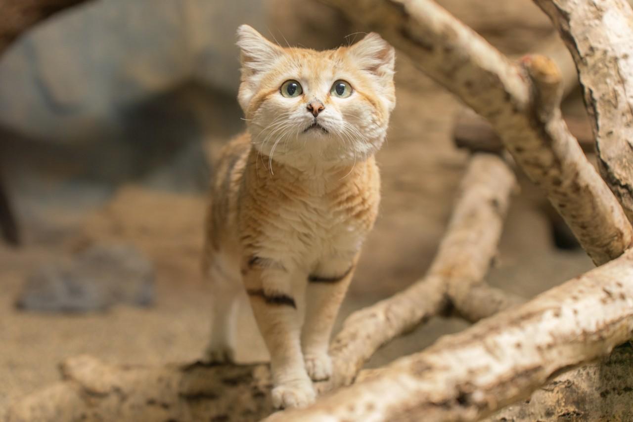 画像2: 提供：那須どうぶつ王国