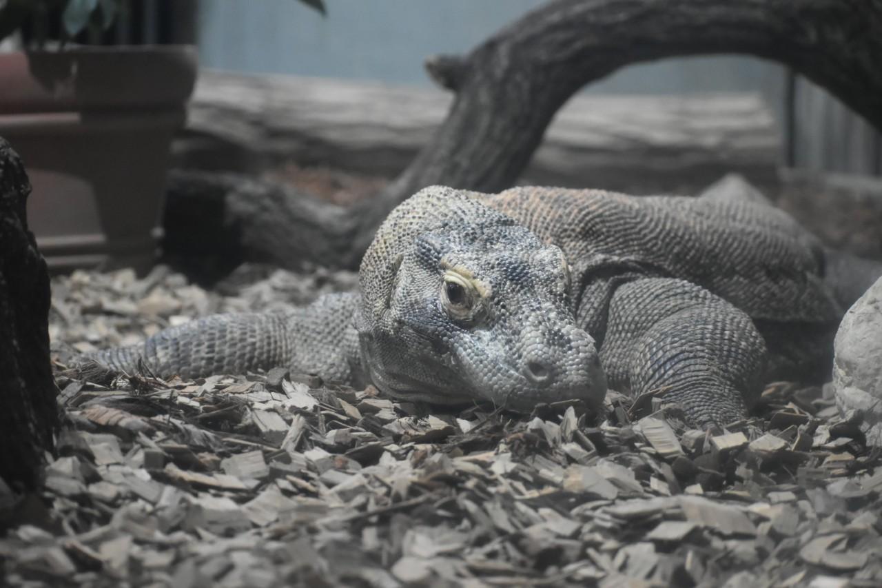 画像2: 提供：名古屋市東山動植物園