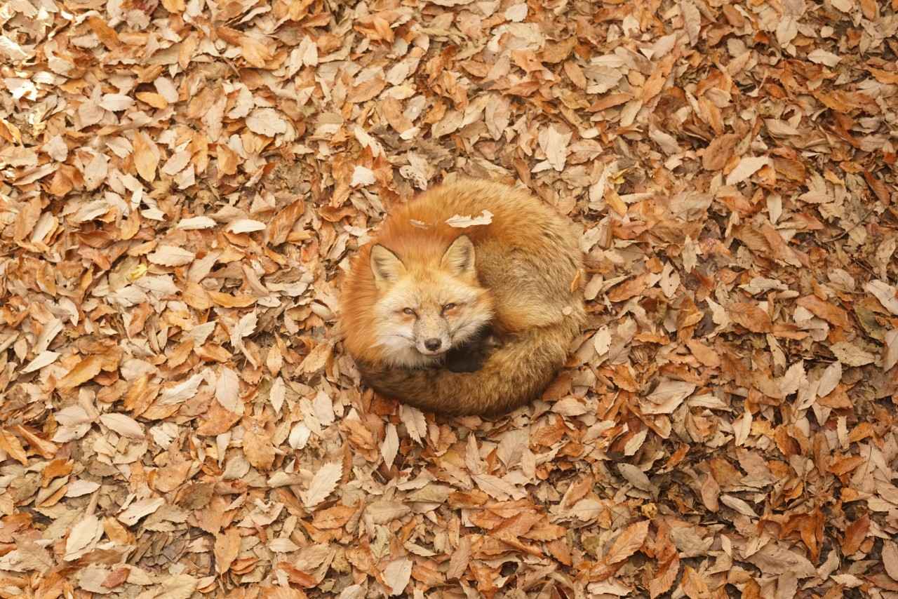 画像2: 100頭以上から「推しギツネ」が見つかる？｜宮城蔵王キツネ村（宮城）