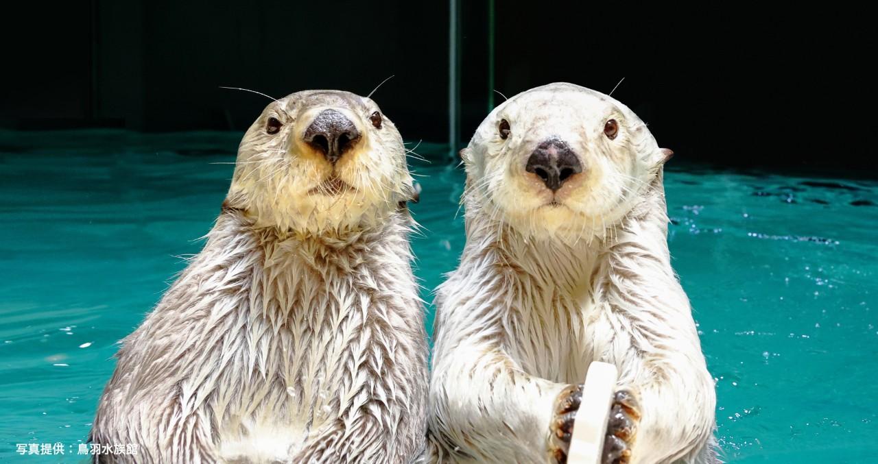 画像1: 左がキラ、右がメイ