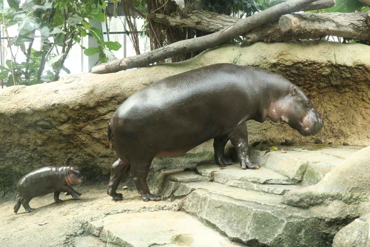 画像3: 世界三大珍獣のひとつ。丸くてキュートなコビトカバ｜神戸どうぶつ王国（兵庫）