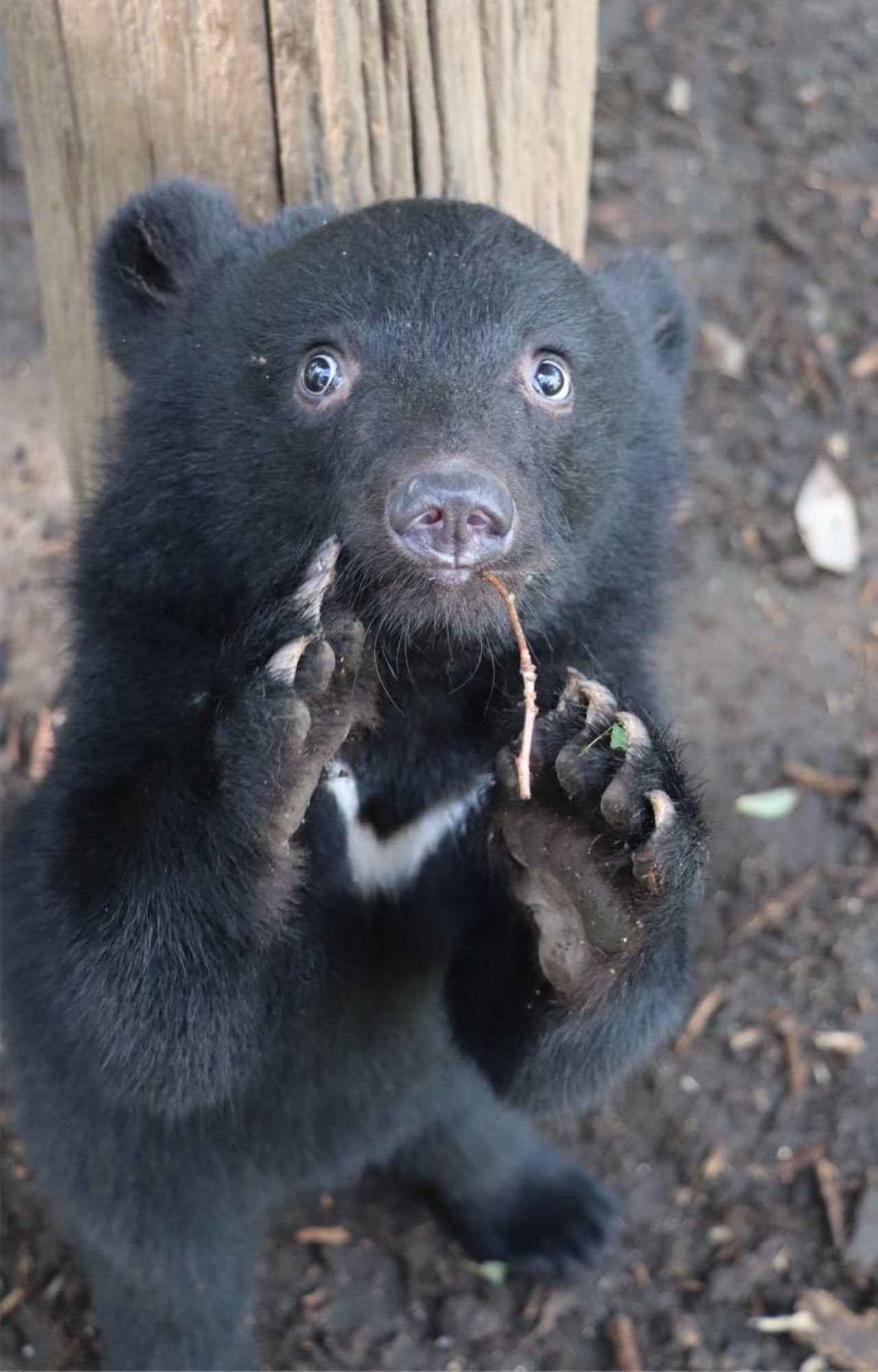 画像2: 愛らしさMAX！ 個性豊かな“推し動物”に出会える全国の動物園＆水族館13選