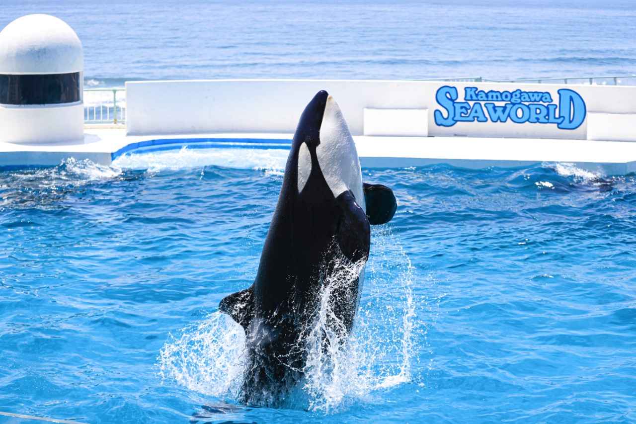 画像2: シャチと人の息の合ったパフォーマンスが人気｜鴨川シーワールド（千葉）