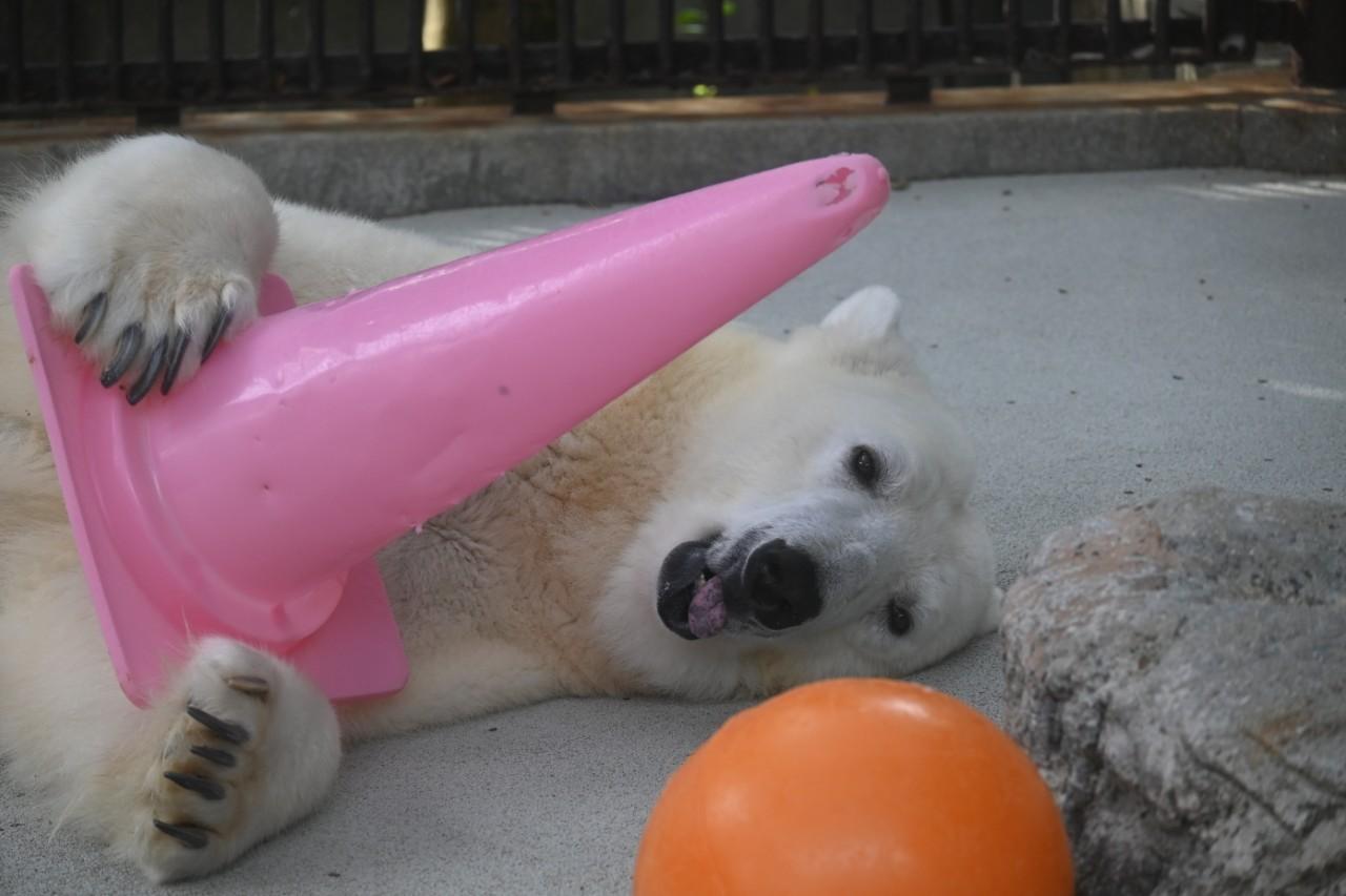 画像2: 提供：愛媛県立とべ動物園