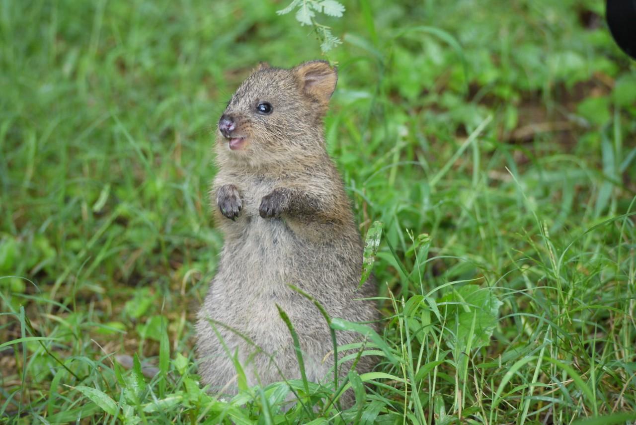画像2: “世界一しあわせな動物”クオッカが見られる｜埼玉県こども動物自然公園（埼玉）