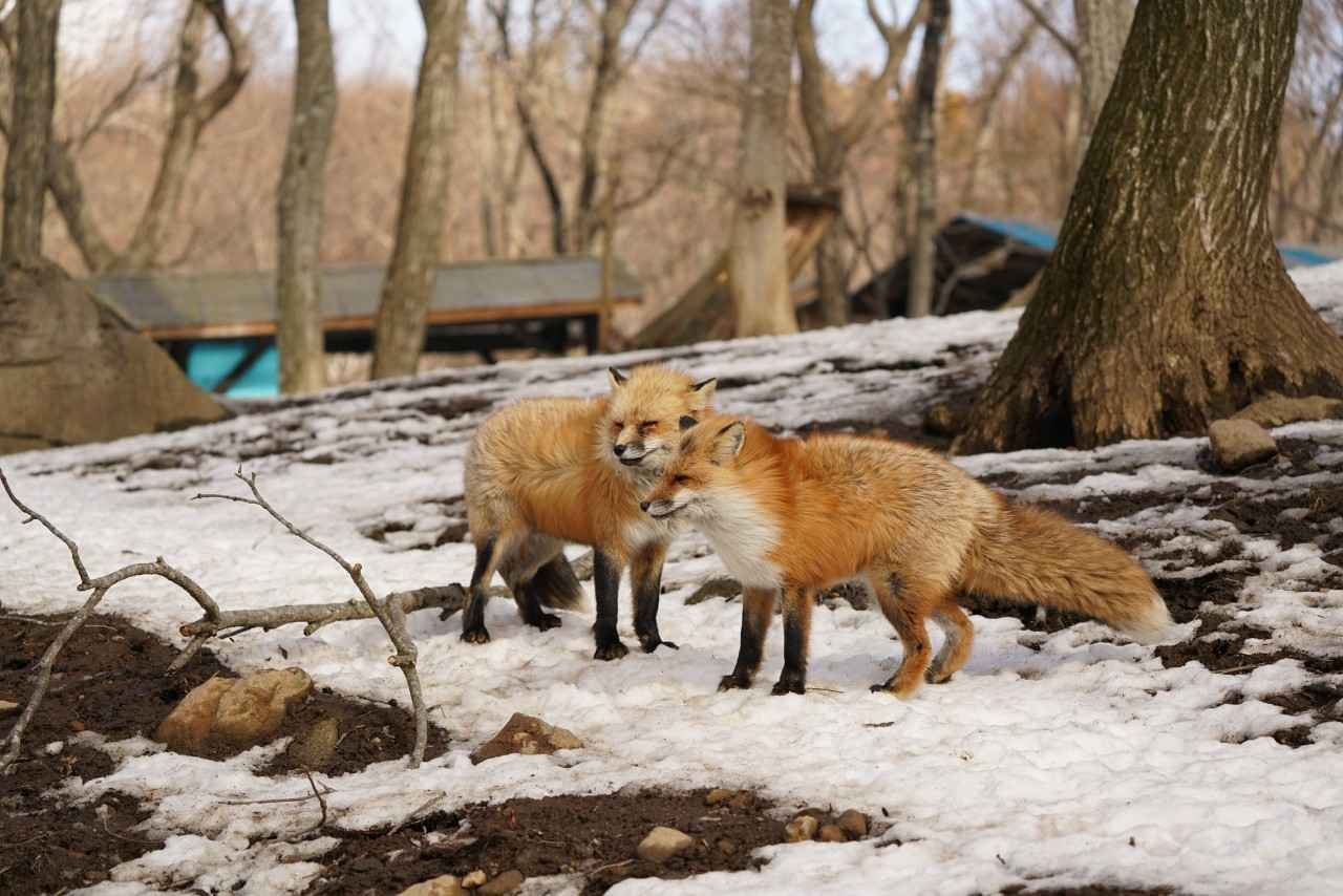 画像3: 100頭以上から「推しギツネ」が見つかる？｜宮城蔵王キツネ村（宮城）