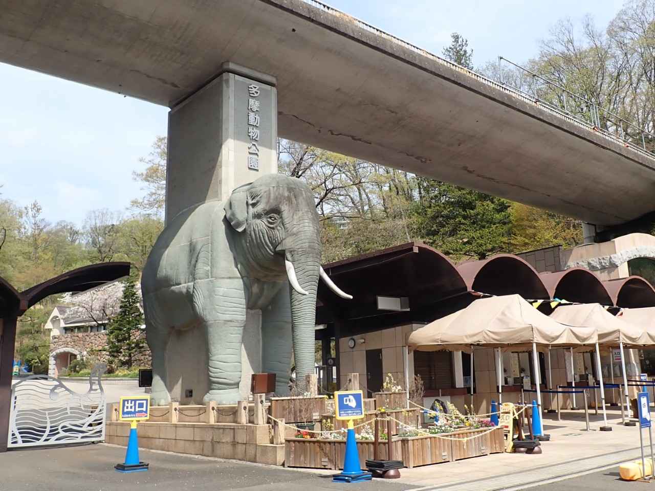 画像1: 世界最大の肉食有袋類！タスマニアデビル｜多摩動物公園（東京）